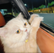 Parsian cat female